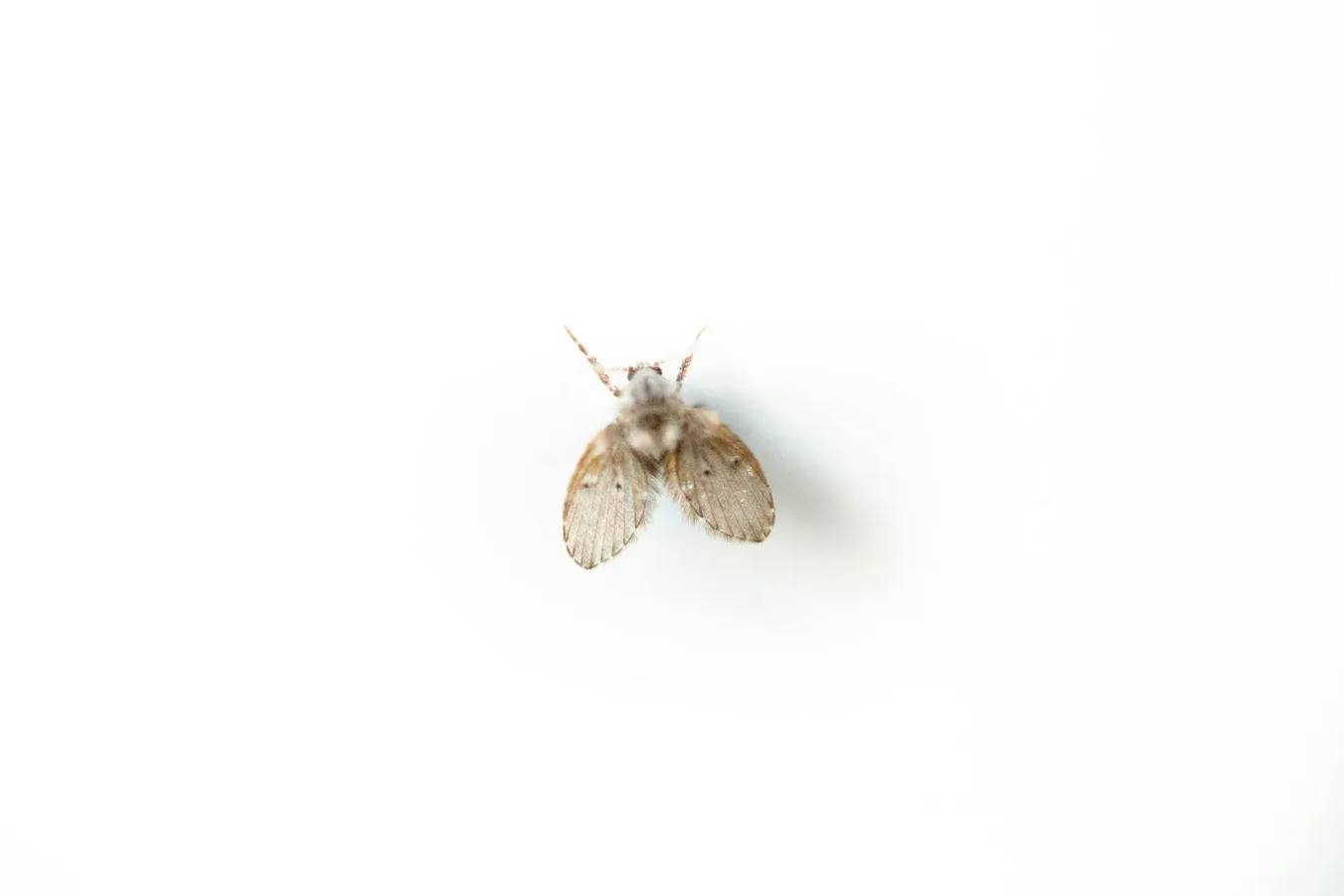 Pourquoi ai je des moucherons dans la maison ?