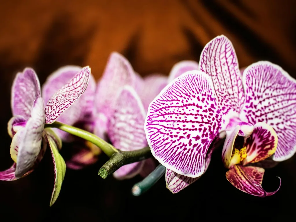 S'occuper d'une orchidée en pot : guide pratique pour débutants (Phalaenopsis et autres)