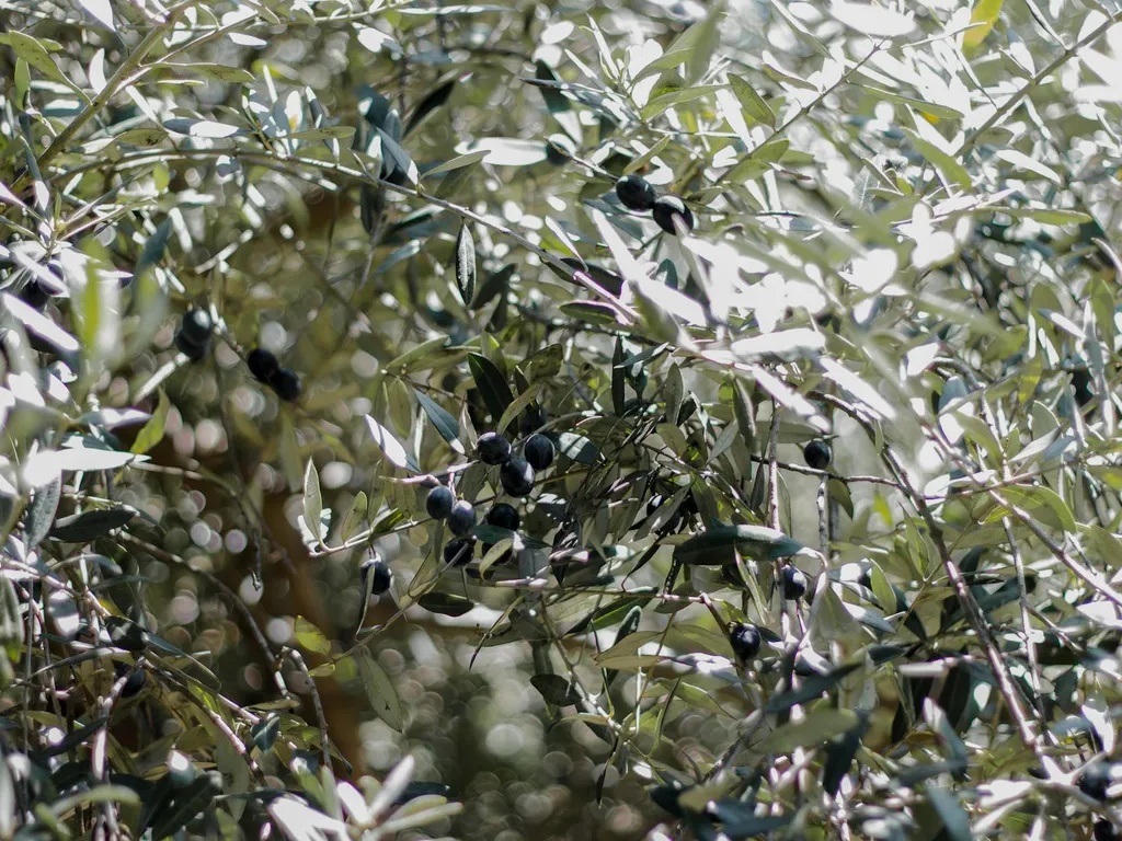 jardin-doliviers