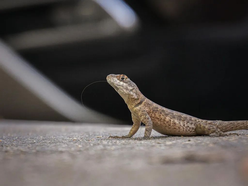 lezard-urbain