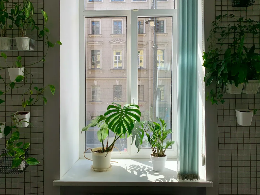 plantes-dinterieur-ensoleillees