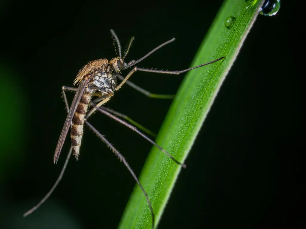 solution-de-controle-des-insectes